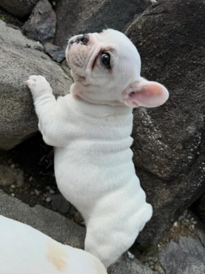 Milo the French Bulldog