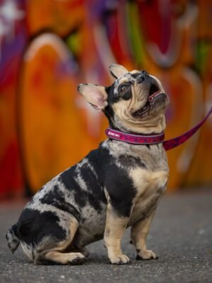 Buddy the French Bulldog