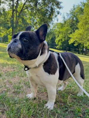 Toby the French Bulldog