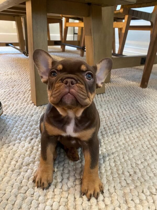 coop.and.coco-20261029-0001 French Bulldog Leo
