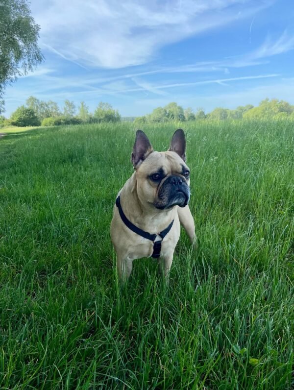franky_thefrenchybully-20261029-0001 Bentley the French Bulldog