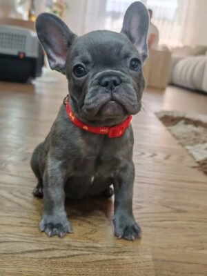 Zeus the French Bulldog