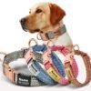 Personalized Puppy Collar