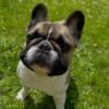 Daisy the French Bulldog