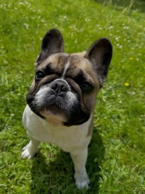 Daisy the French Bulldog
